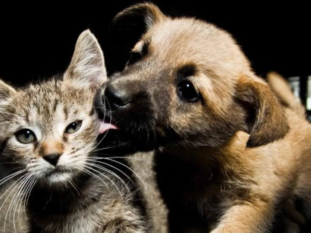Programa nacional oferece identificação, cuidados e políticas públicas para cães e gatos, marcando um avanço ético e gratuito na proteção animal.