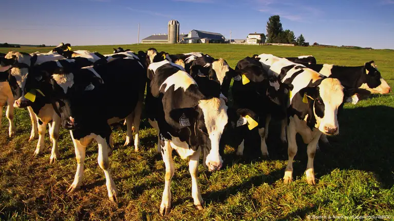 A UE e o Reino Unido não importam carne bovina produzida com hormônios dos EUA, enquanto a Austrália e a Argentina ainda restringem as importações de carne bovina dos EUA devido ao medo da "doença da vaca louca".