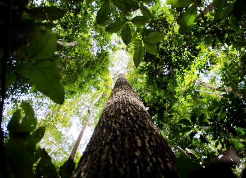 BNDES libera R$ 80 milhões do Fundo Clima para reflorestar áreas na Amazônia e Mata Atlântica.