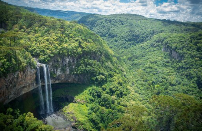 Fundo Clima: R$ 80 mi para salvar florestas brasileiras.
