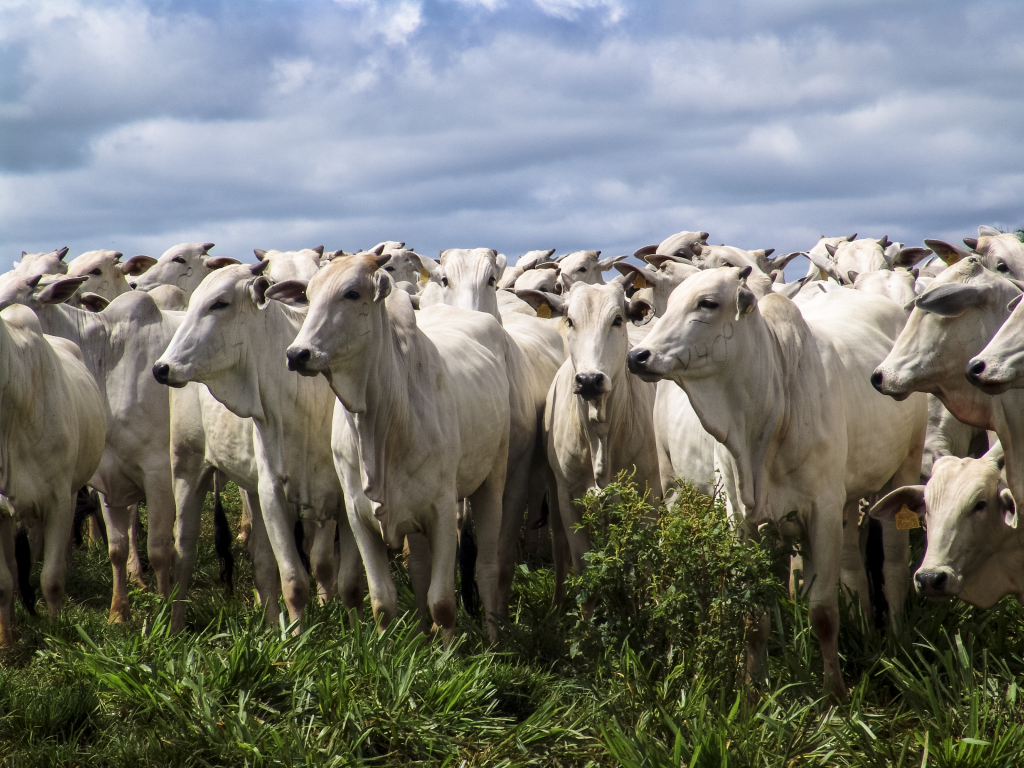 Cooperação agropecuária Brasil e Tailândia