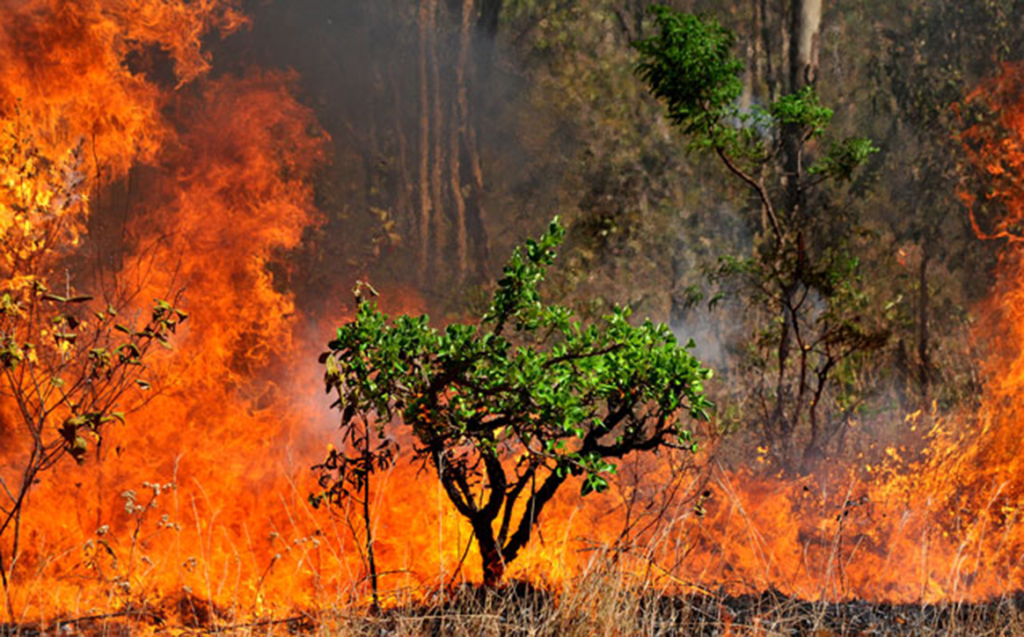 Emenda polêmica permite Licenciamento ambiental para projetos estratégicos mesmo com alto potencial de degradação ambiental.