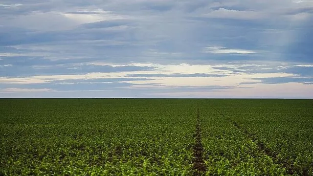 Indústrias da soja rompem acordo contra desmatamento