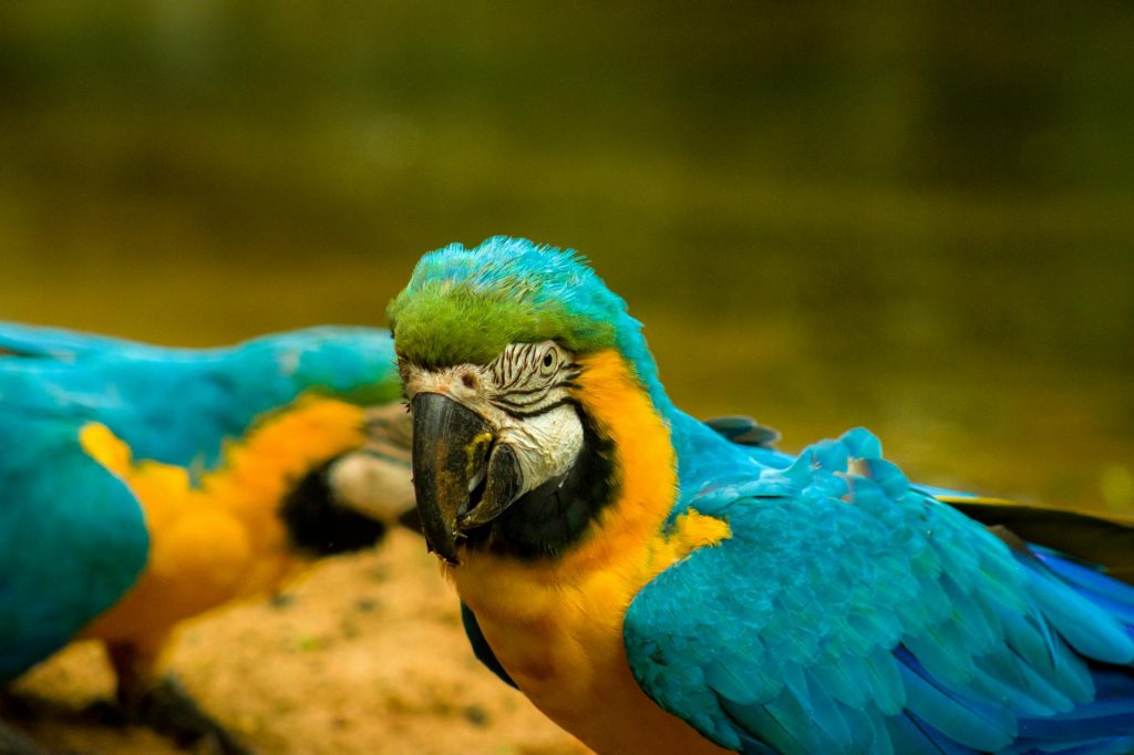 Tourism photo: Amazônia e Pantanal, Brasil - ecoturismo