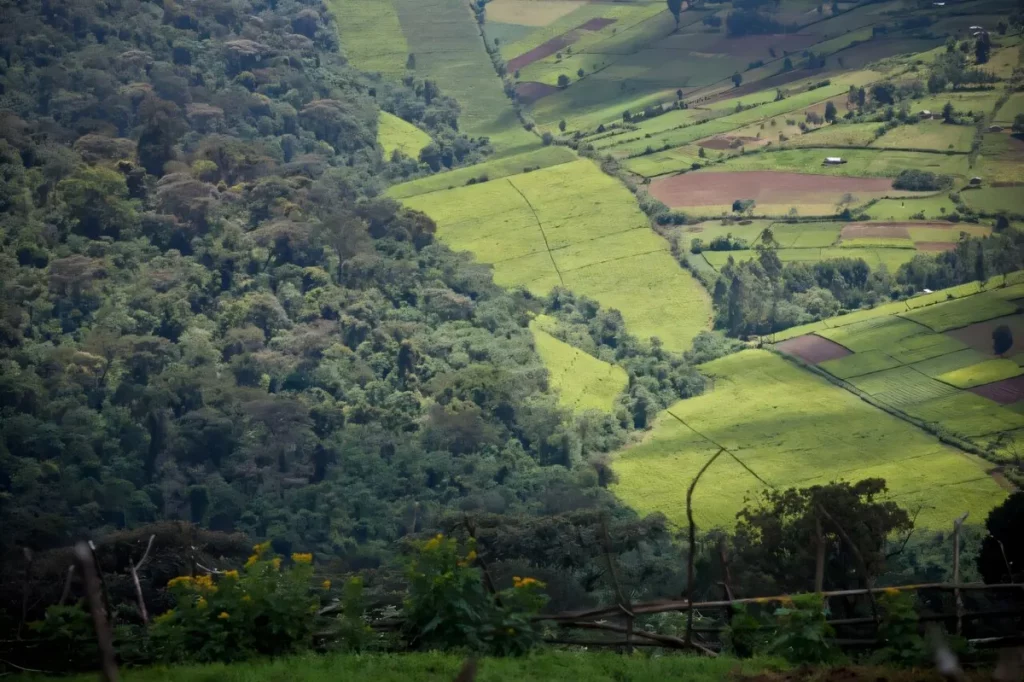 Paisagem de terras agrícolas e floresta em uma região montanhosa. (Foto: phys.org)