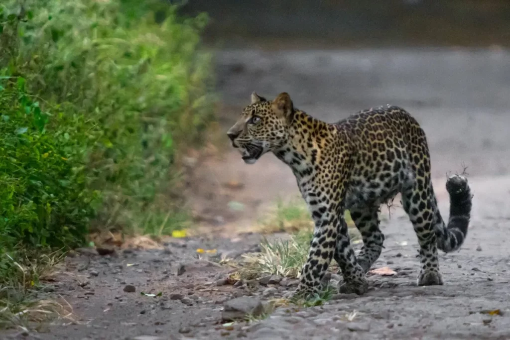 Javan leopard caminha por trilha em área selvagem. (Foto: phys.org)